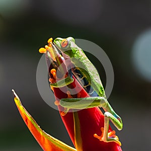 A red-eyed tree frog, funny frog