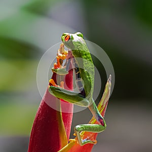 A red-eyed tree frog, funny frog in Costa Rica