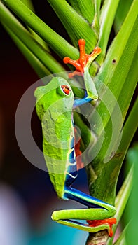 A red-eyed tree frog, funny frog in Costa Rica