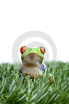 Red-eyed tree frog in grass