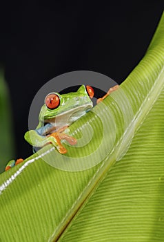 Red Eyed Tree Frog on green Leaf