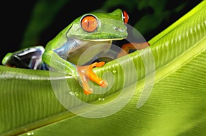 Red Eyed Tree Frog on green Leaf