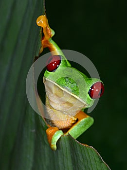 Red eyed tree frog on green leaf, tarcoles, puntarenas, costa ri