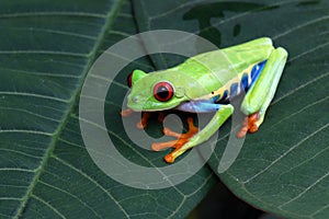 Red-eyed tree frog on green leaves