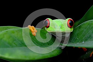 Red-eyed tree frog on green leaves