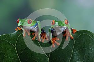 Red-eyed tree frog on green leaves