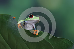 Red-eyed tree frog on green leaves