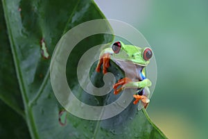 Red-eyed tree frog on green leaves