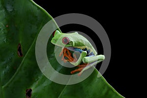 Red-eyed tree frog on green leaves