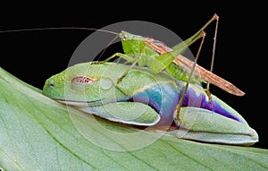 Red-eyed tree frog with hopper