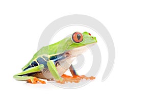 Red-eyed tree frog isolated
