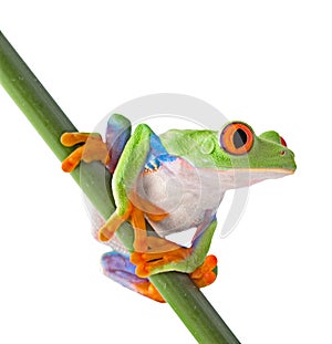 Red eyed tree frog isolated