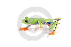 Red-eyed tree frog on isolated background