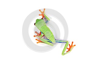 Red-eyed tree frog on isolated background