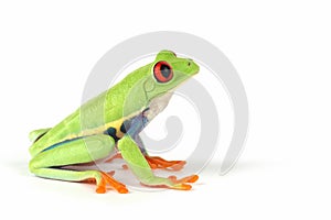 Red-eyed tree frog on isolated background