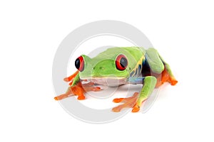 Red-eyed tree frog on isolated background