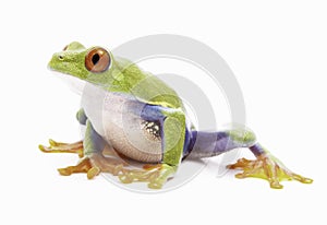 Red eyed tree frog isolated on white