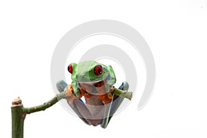 Red eyed tree frog isolated on white background