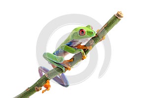 Red Eyed Tree Frog isolated on white background