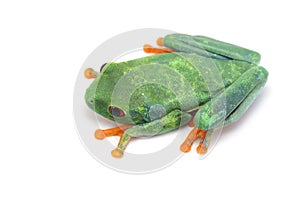 Red Eyed Tree Frog isolated on white background