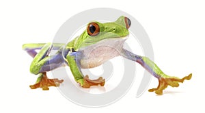 Red eyed tree frog isolated on white