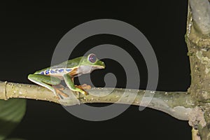 Red Eyed Tree Frog in Jungle at Night in Costa Rica