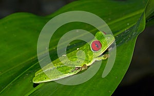 Red-eyed tree frog on a leaf