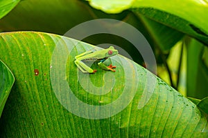 Red-eyed Tree Frog on a Leaf in Costa Rica Rain Forest