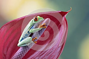 Red-eyed tree frog leeping on red flower