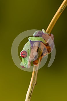 Red Eyed Tree Frog on liane