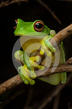 Red-eyed tree frog Litoria chloris portrait