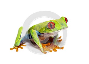 Red-eyed tree frog looking at the camera