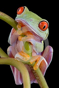 Red-eyed tree frog lost in thought