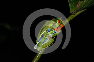 Red Eyed Tree Frog mating - Costa Rica America