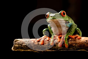Red eyed tree frog at night