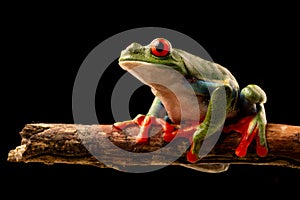 Red eyed tree frog at night on a twig in the rain forest of Costa Rica