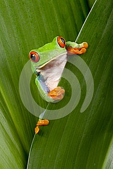 Red eyed tree frog peeping photo