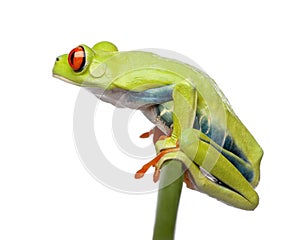 Red-eyed Tree Frog perched on grass, Agalychnis callidryas