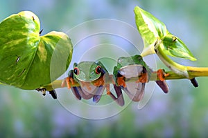 The red-eyed tree frog perched at tree branch