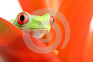 Red-eyed tree frog on plant