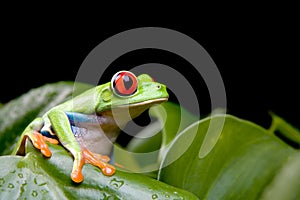 Red-eyed tree frog on plant