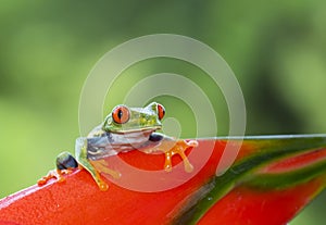 Red-eyed tree frog on plant