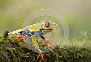 Red-eyed tree frog on plant