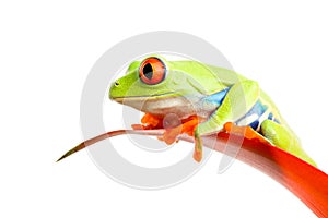 Red-eyed tree frog on plant isolated