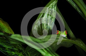 Red Eyed Tree Frog in plants