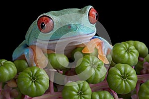Red-eyed tree frog on poke weed