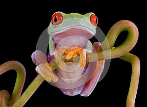 Red-eyed tree frog posing on vine