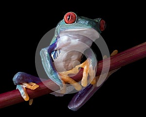 Red-eyed tree frog on red branch
