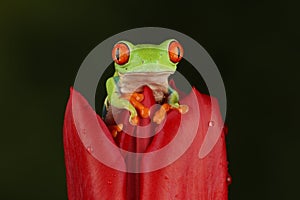 red eyed tree frog in Red tulip