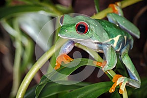 Red eyed tree frog redy to jump